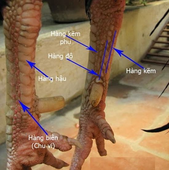 cách xem vảy gà đá