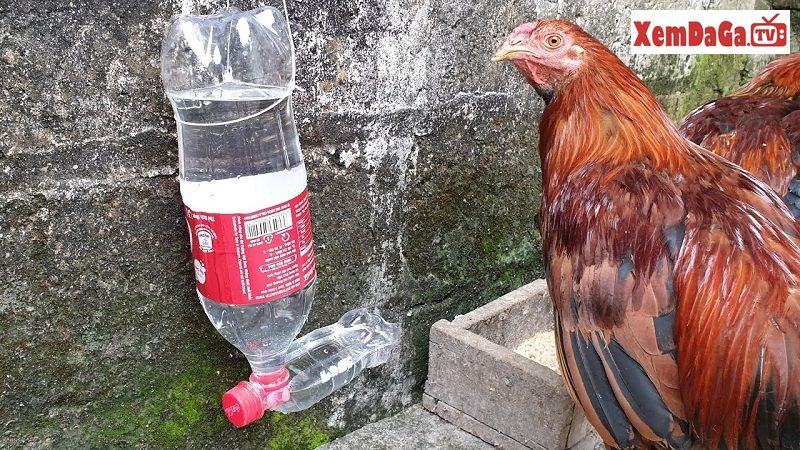 chữa bệnh gà uống nhiều nước