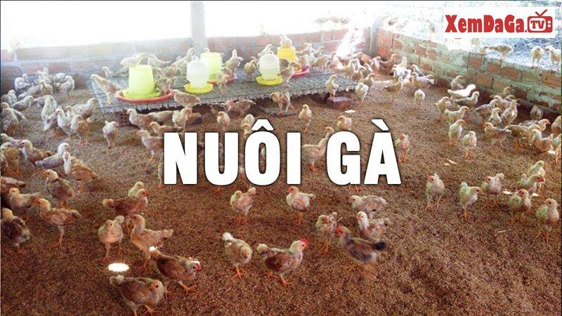 hướng dẫn cách làm đệm lót sinh học