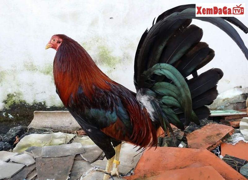 cách nhận biết gà mỹ rặc