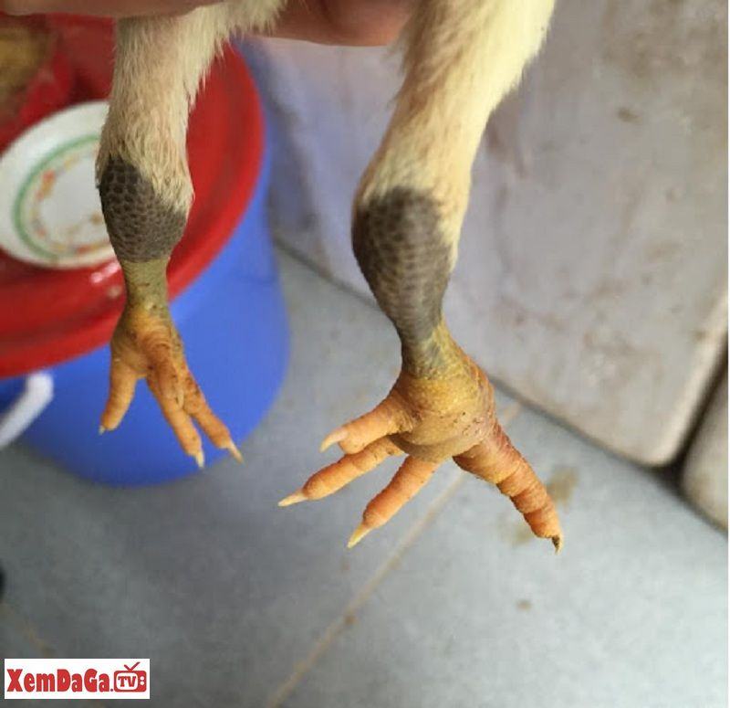 mẹo vặt chữa gà sưng khớp