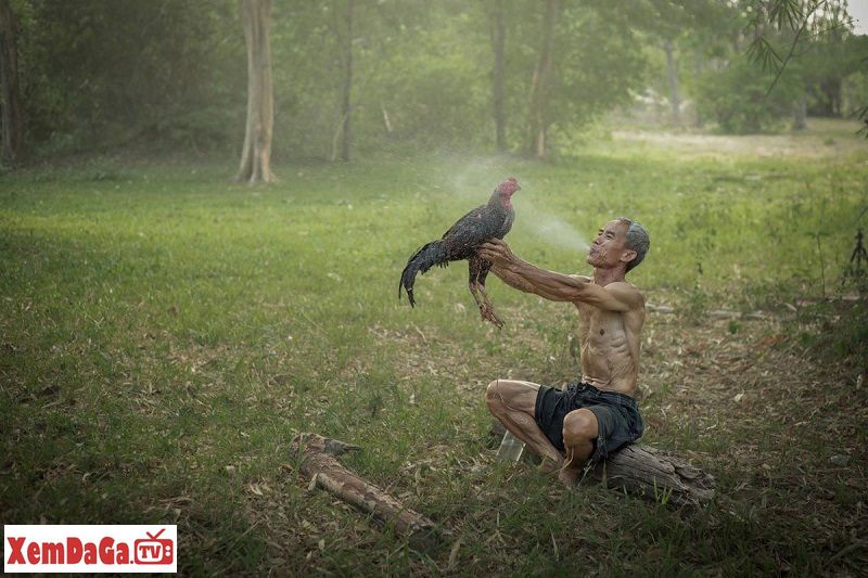cách giảm cân cho gà đá cựa sắt