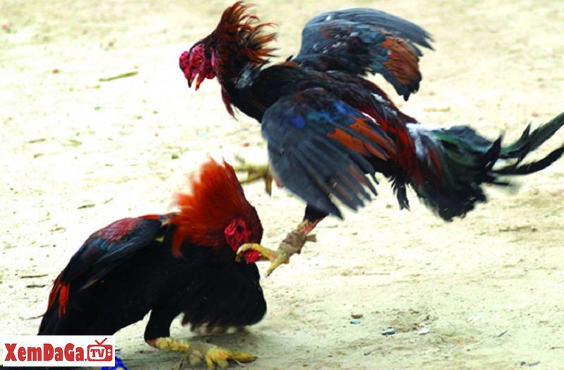 thuốc công cho gà chọi