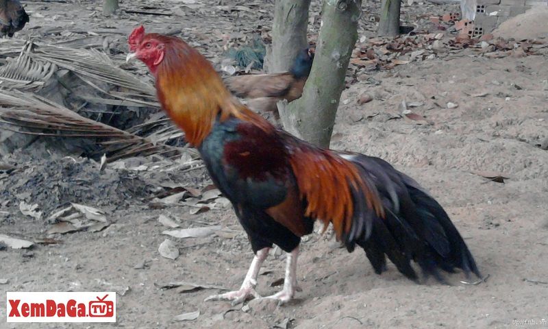 cách chăm sóc gà bị bệnh