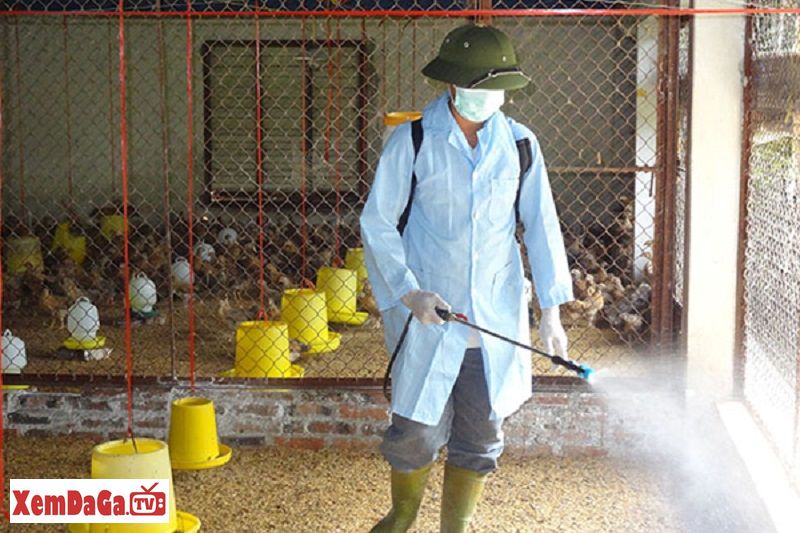 cách chăm sóc gà bị bệnh
