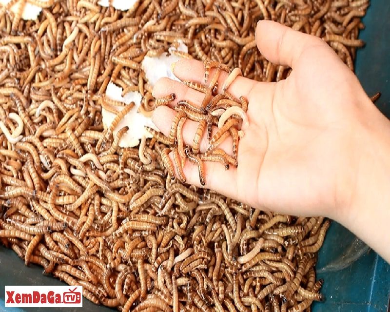 vảy gà độ hoa mai