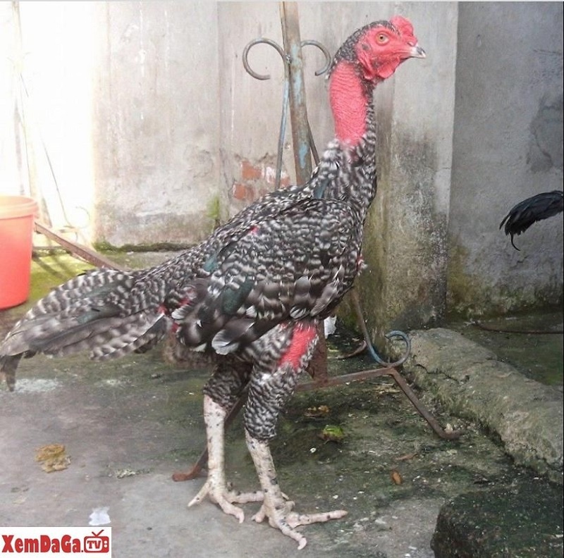 gà chọi Thổ Hà