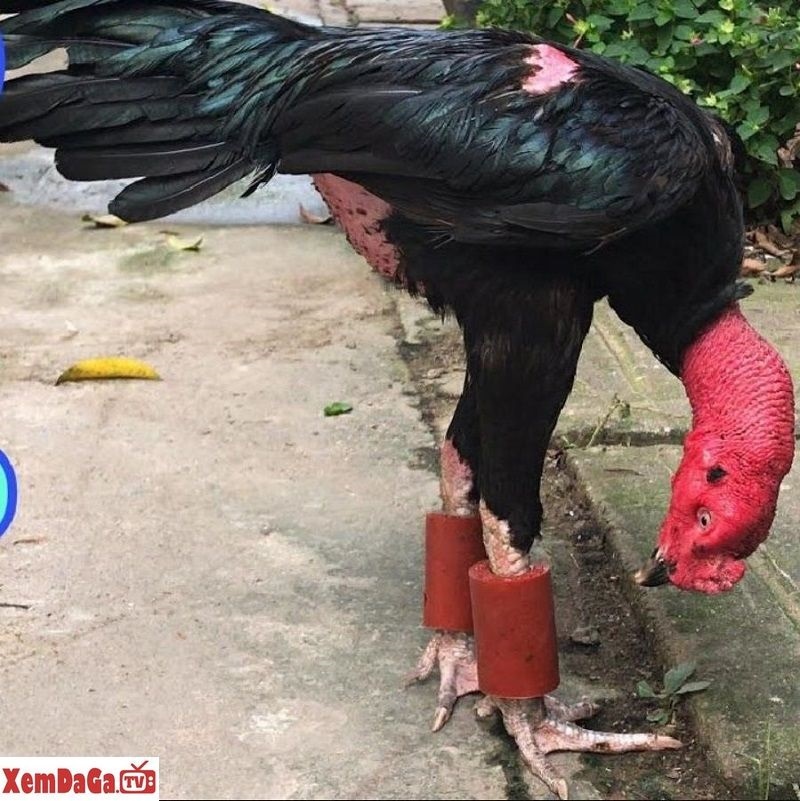 gà đá đòn Việt Nam