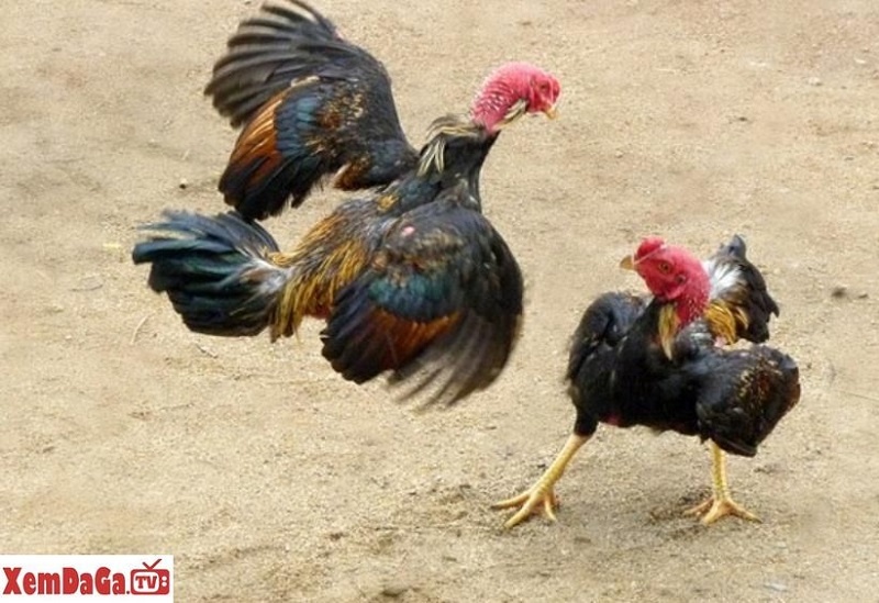 gà đá đòn Việt Nam