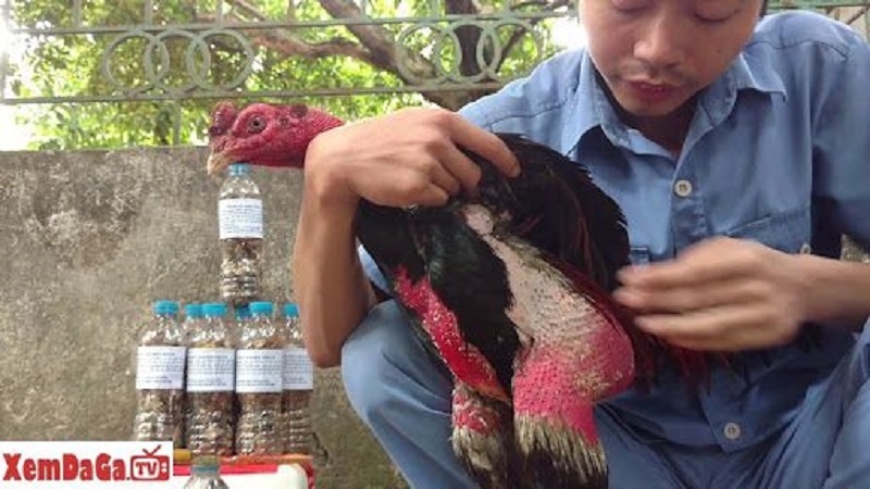 gà đá khỏe mạnh gà đá khỏe mạnh