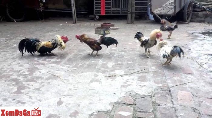 Đá gà tre