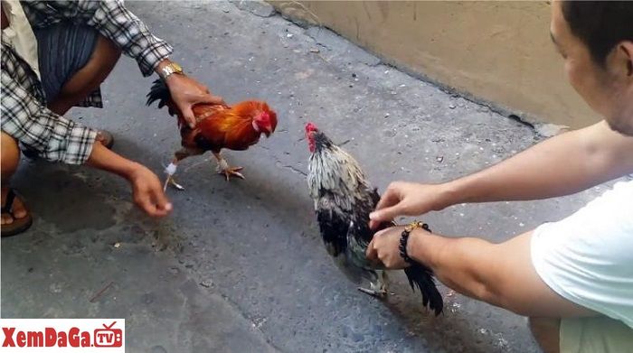 Đá gà tre