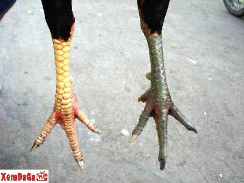 gà đá cựa nhật nguyệt