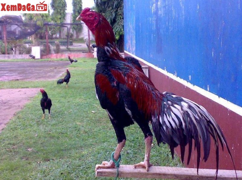 cách nuôi gà chọi dáng chuẩn