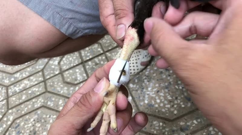 cách băng cựa gà cách băng cựa gà