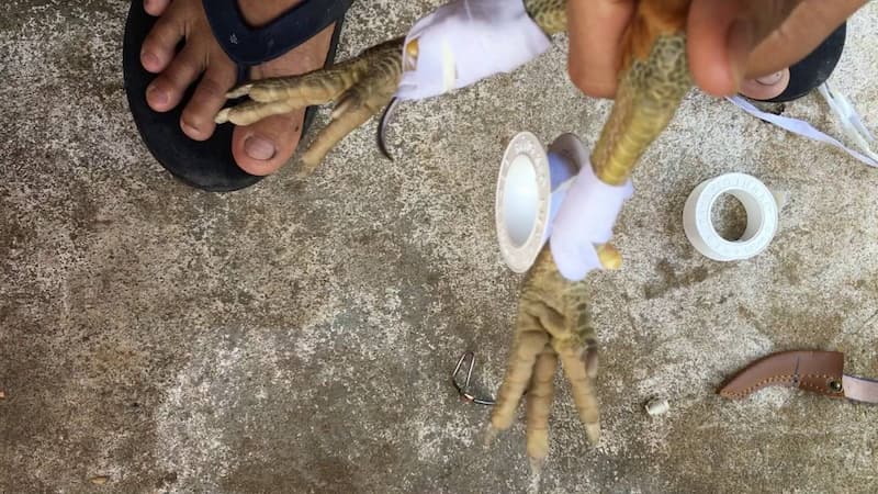 cách băng cựa gà cách băng cựa gà