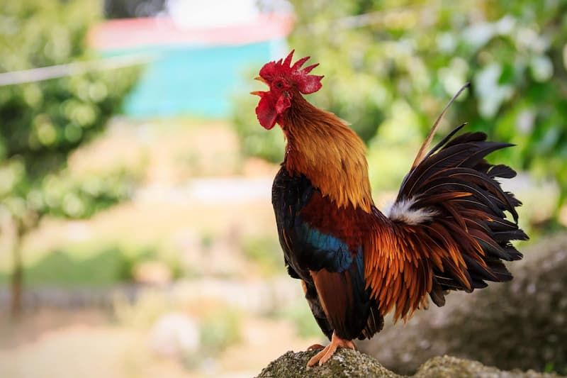 Cách chăm sóc gà chọi hiệu quả thông qua việc lựa chọn thức ăn Cách chăm sóc gà chọi hiệu quả thông qua việc lựa chọn thức ăn