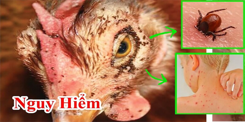 cách diệt mạt gà cach-diet-mat-ga-1