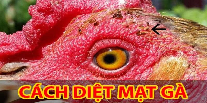 cách diệt mạt gà cach-diet-mat-ga-3