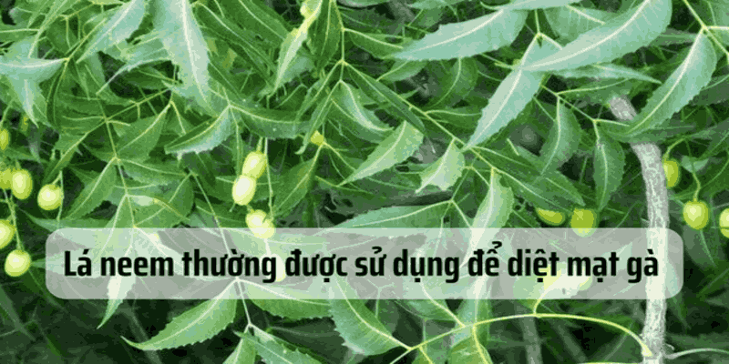 cách diệt mạt gà cach-diet-mat-ga-4