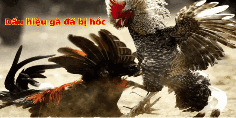 cách nuôi gà đá không bị hốc cach-nuoi-da-ga-khong-bi-hoc-1