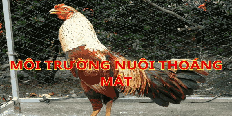 cách nuôi gà đá không bị hốc cach-nuoi-da-ga-khong-bi-hoc-2