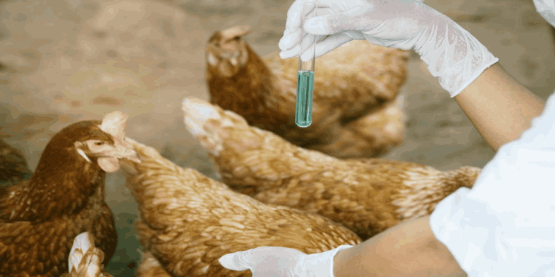 cách nuôi gà đá không bị hốc cach-nuoi-da-ga-khong-bi-hoc-3