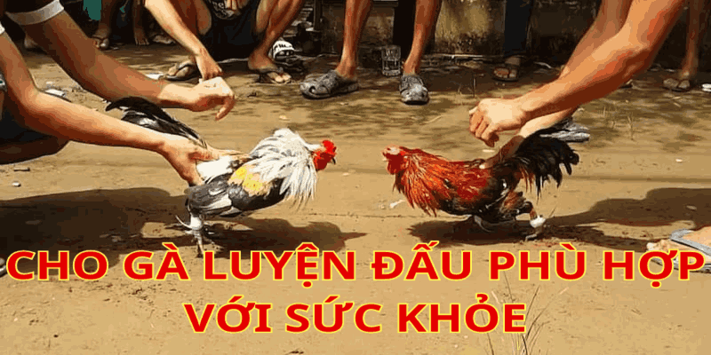 cách nuôi gà đá không bị hốc cach-nuoi-da-ga-khong-bi-hoc-4