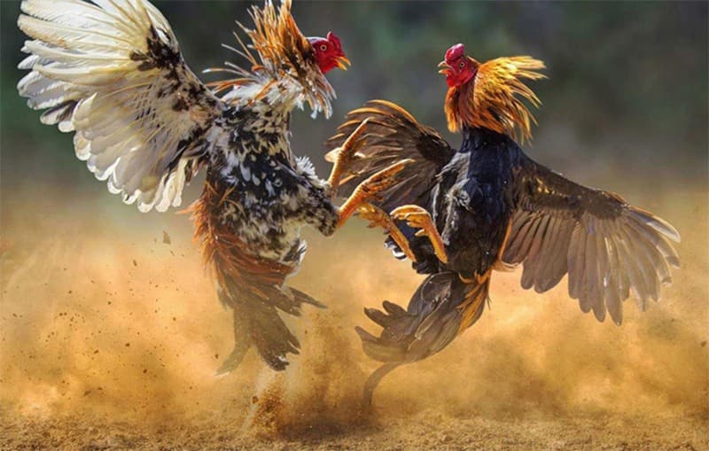 cách nuôi gà đá cho người mới cách nuôi gà đá cho người mới
