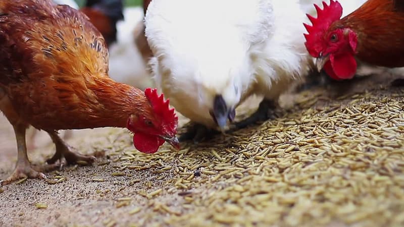 cách nuôi gà đá cho người mới cách nuôi gà đá cho người mới
