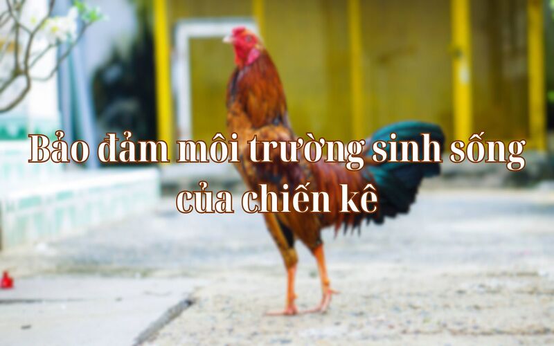 Cách nuôi gà đá có thể lực tốt cach-nuoi-ga-da-co-the-luc-tot-2