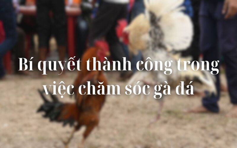 Cách nuôi gà đá có thể lực tốt cach-nuoi-ga-da-co-the-luc-tot-3