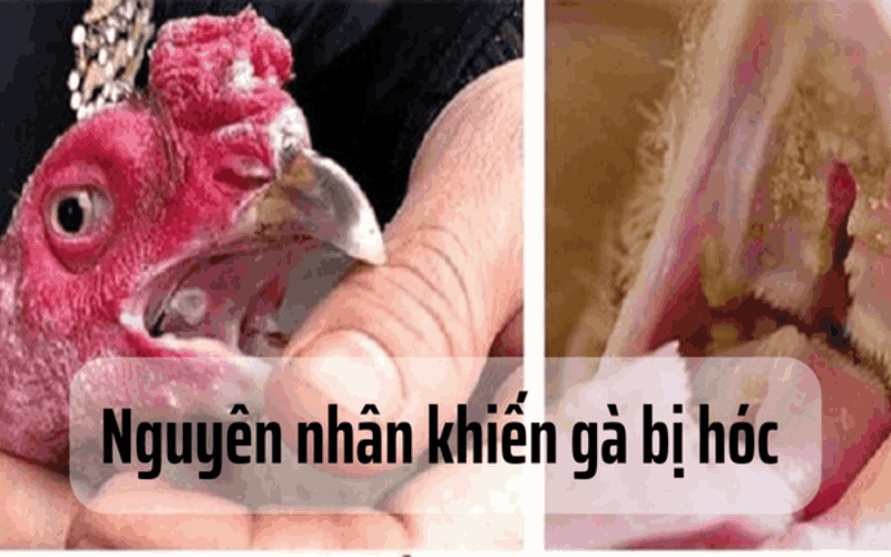 cách trị gà đá bị hóc cach-tri-ga-da-bi-hoc-1