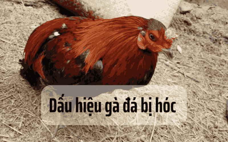 cách trị gà đá bị hóc cach-tri-ga-da-bị-hoc-2