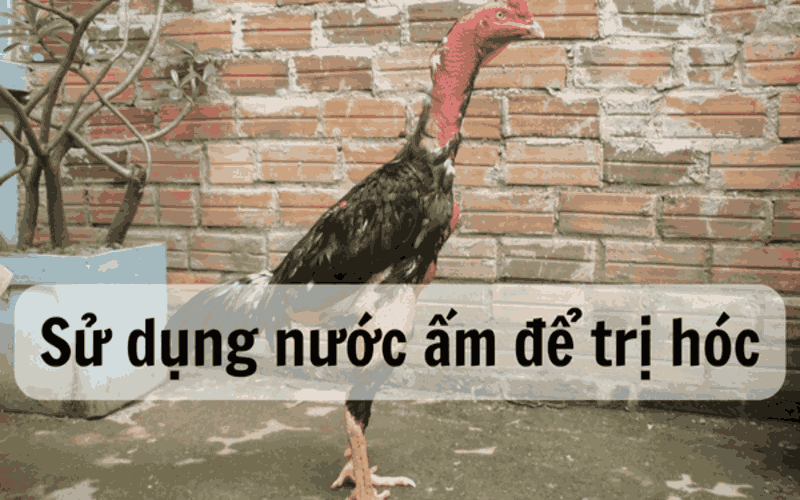 cách trị gà đá bị hóc cách-tri-ga-da-bi-hoc-3