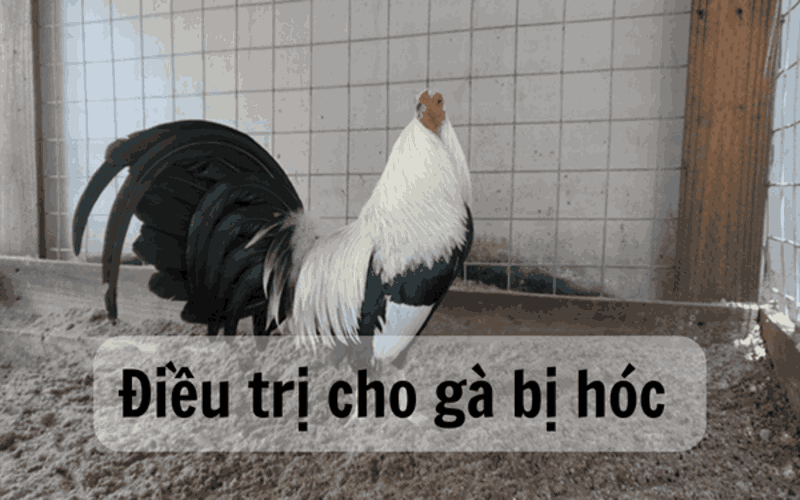 cách trị gà đá bị hóc cách-tri-ga-da-bi-hoc-4