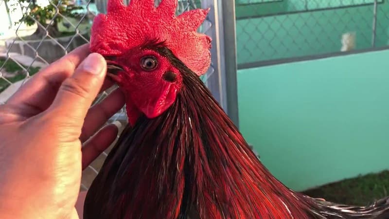 chữa bệnh hen ở gà đá Nguyên nhân gây bệnh hen ở gà đá