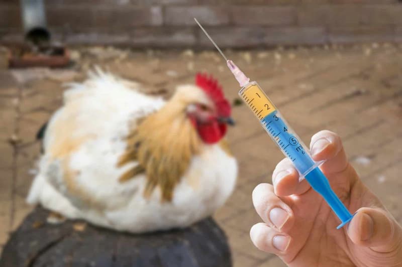 chữa bệnh hen ở gà đá Nhận biết triệu chứng để chữa bệnh hen ở gà đá