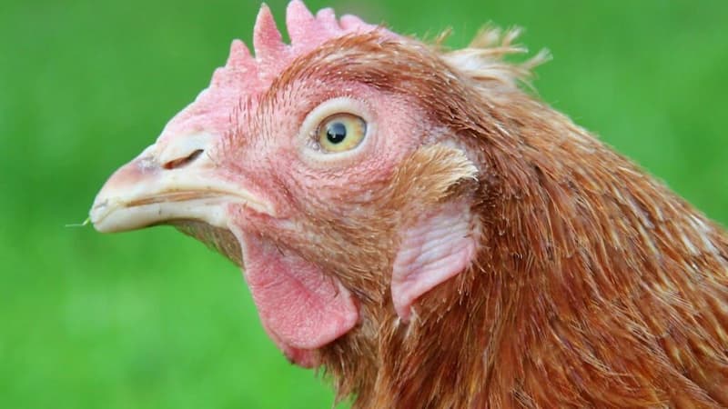 chữa bệnh hen ở gà đá Phòng tránh chữa bệnh hen ở gà đá