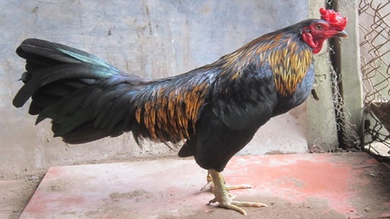 gà đá bị bệnh tái mặt gà đá bị bệnh tái mặt