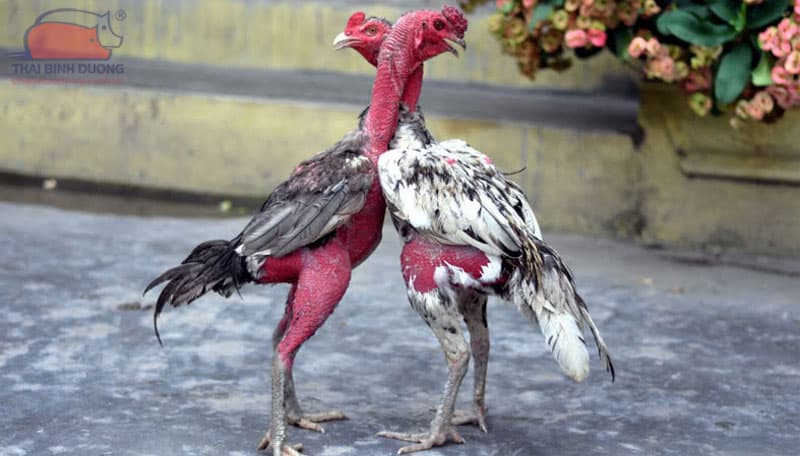gà đá nhanh mệt gà đá nhanh mệt