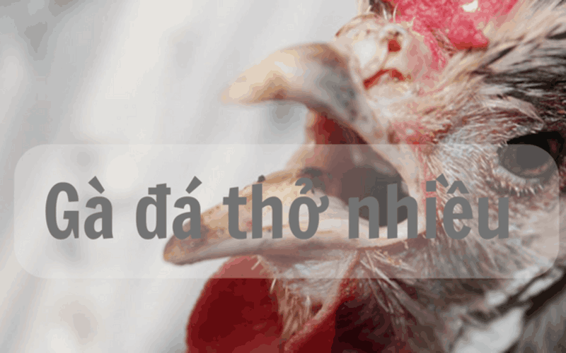 gà đá thở nhiều ga-da-tho-nhieu-1