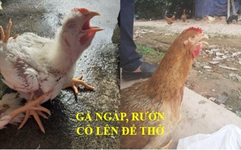 gà đá thở nhiều ga-da-tho-nhieu-2