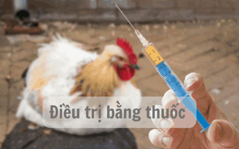 gà đá thở nhiều ga-da-tho-nhieu-3