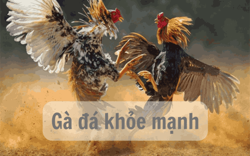 gà đá thở nhiều ga-da-tho-nhieu-4