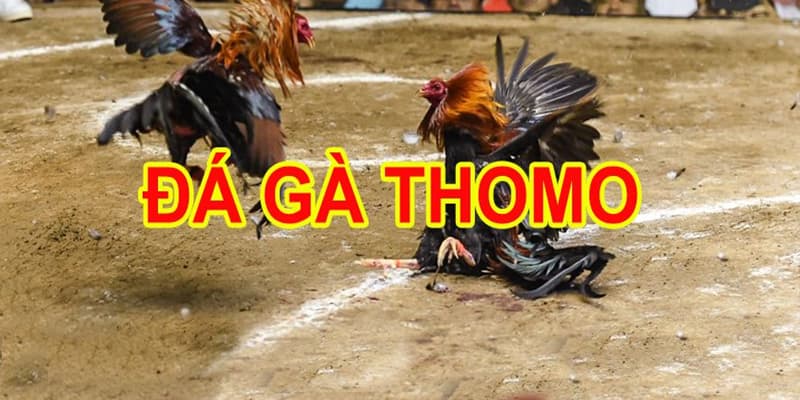 kinh nghiệm đá gà thomo 24/7 kinh nghiệm đá gà thomo 24/7