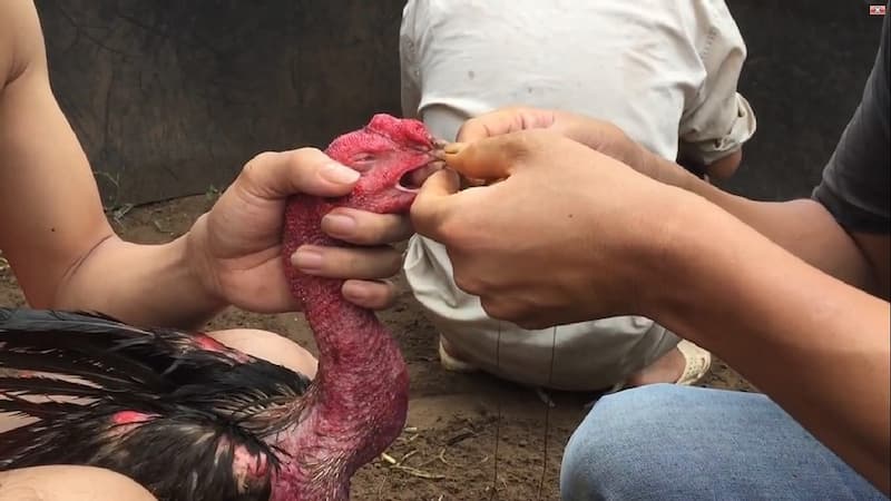 Mở mỏ cho gà đá Mở mỏ cho gà đá
